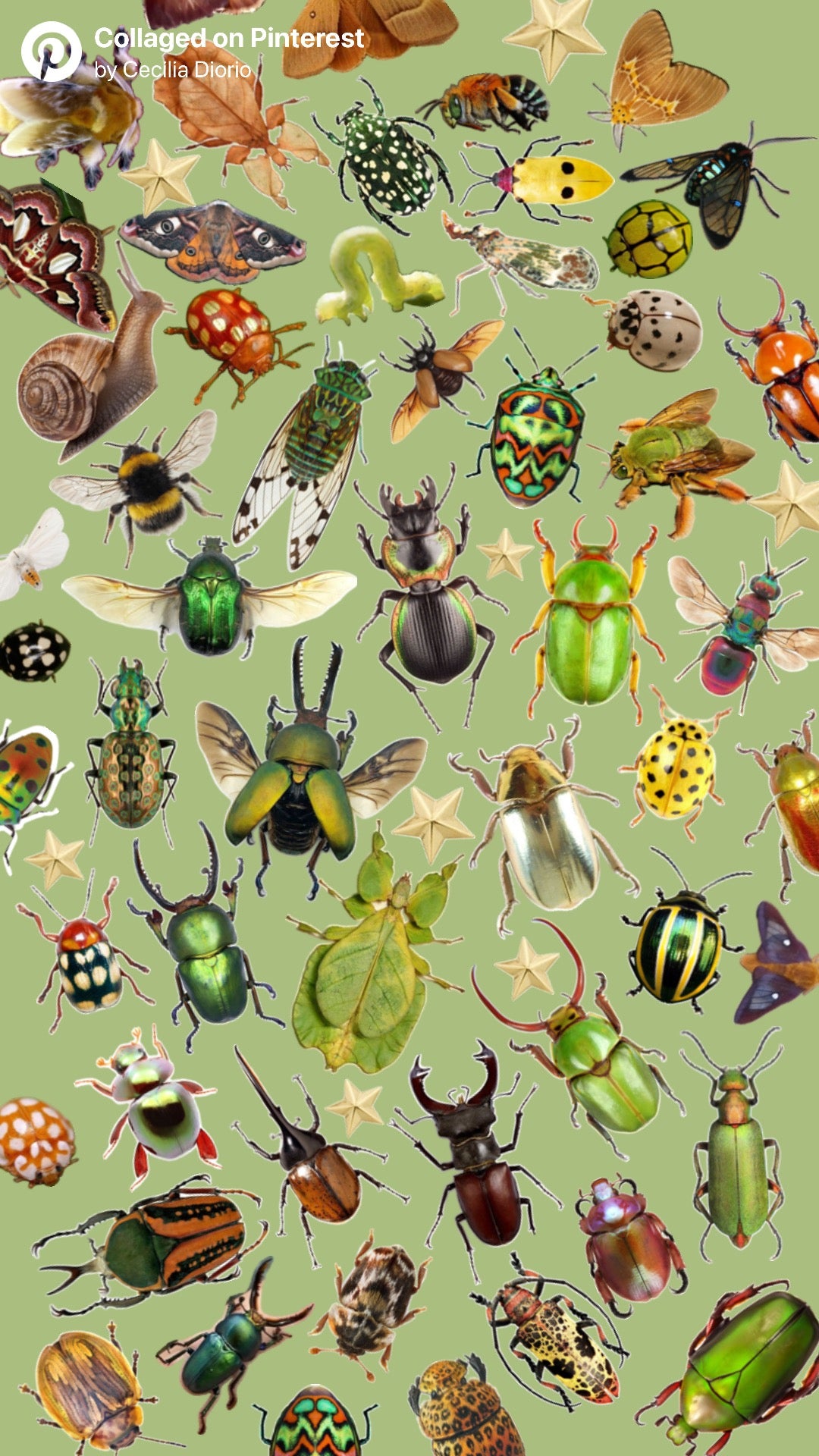 Bug Nails